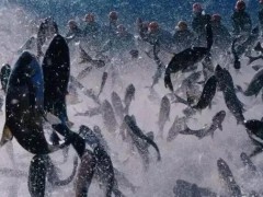 象山开渔了！用一条鱼的钱吃一桌海鲜！鲳鱼低至4块钱，带鱼12小时内到达你手中