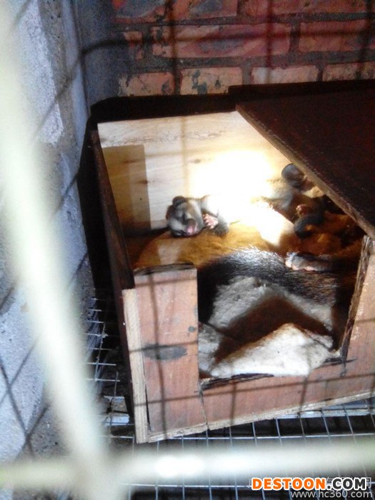 广东果子狸其他特种养殖动物