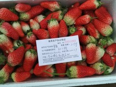 威海晋中市农业农村局 义务静态 晋中市农业综合执法支队展开疫情防控时期草莓专项整治举动