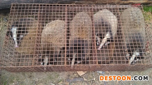 江西方圆果子狸