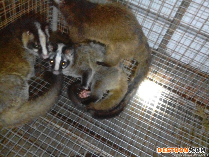 供应果狸种苗果子狸种苗批发零售广东果子狸