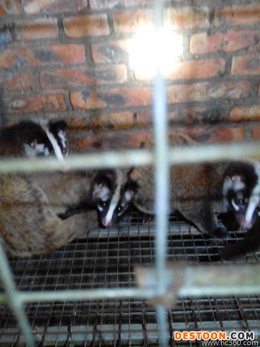 广东果子狸一级产品果子狸养殖批发