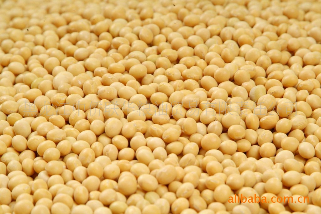 绿色食品《金河盛》牌高蛋白大豆