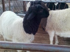 山东乡村牧业肉羊种羊 杜泊绵羊种羊 肉羊羊羔种羊