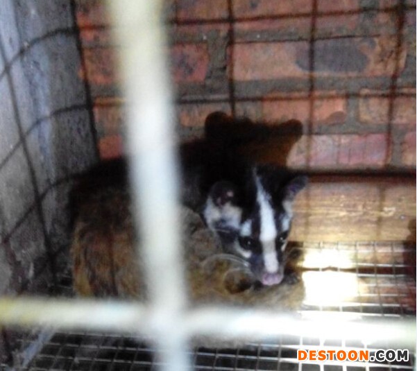 供应果子狸种苗果子狸用途