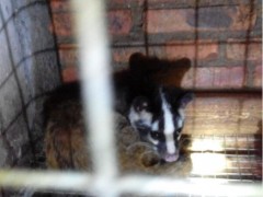 供应果子狸种苗果子狸用途