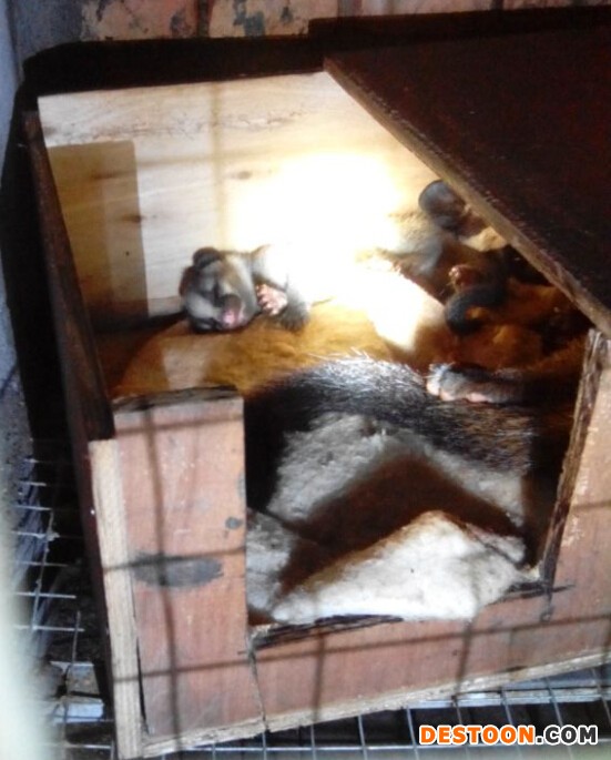 供应果子狸供应果子狸供应果子狸