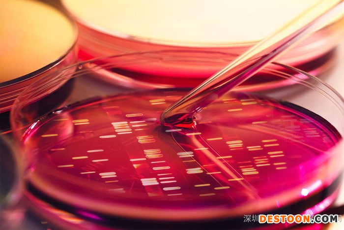 ATCC/ZIKER果子狸肾上皮细胞Hed68