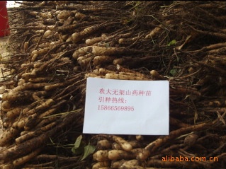 山药栽子/山药嘴子/山药豆/山药种子/种/山药