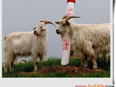 供应肉羊种羊肉羊小尾寒羊小肉羊商品免费运输