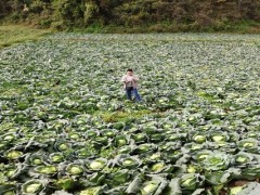 省农科院专家赴利川展开科技扶贫任务及农业科技“五个一”举动
