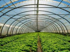 大棚蔬菜种植技术要点及防治病虫害