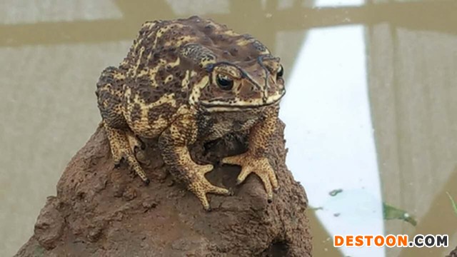 活体蟾王蟾蜍10只装，蟾蜍价格，活体癞蛤蟆包邮