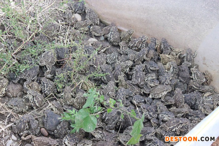 人工养殖蟾蜍的注意事项，签订包销合同，保证养殖户利益