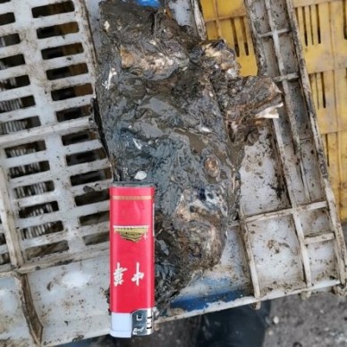 [供]渤海生蚝原产地