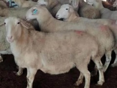 湖羊收购 常年批发 湖羊 湖羊羊羔价格