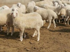 湖羊养殖成本 湖羊价格批发 供应湖羊