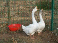 四季鹅苗  养鹅场批发 招鹅苗代理 成品鹅回收 鹅苗参数