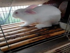 肉兔价格 新西兰肉兔养殖 常年出售新西兰肉兔 欢迎加盟