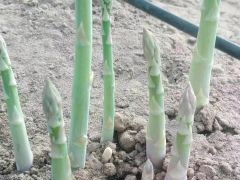 [供]供应芦笋,每一天都是新鲜的通货17一斤