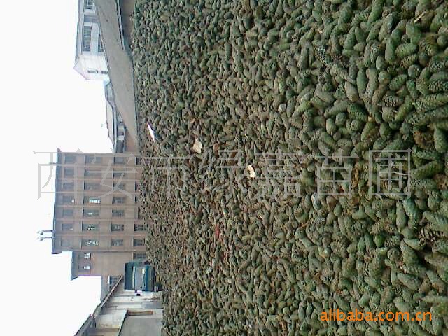 常年供应优质白皮松，油松，华山松种子