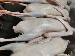 直销白条鹅价格  优质白条鹅厂家 冰鲜白条鹅 常年批发 肉鹅