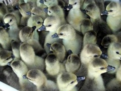 雁鹅苗  大量现货 鹅苗养殖 纯种鹅苗 鹅苗参数