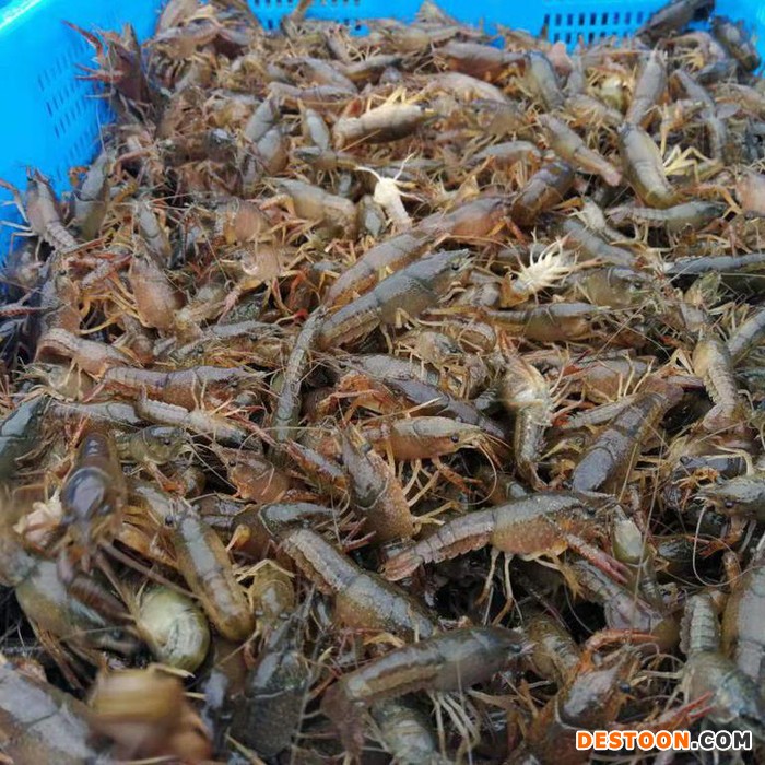 龙虾杂交 龙虾种苗