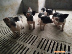 香猪_藏香猪养殖_2020香猪价格_山东巴马香猪养殖场 藏香猪价格