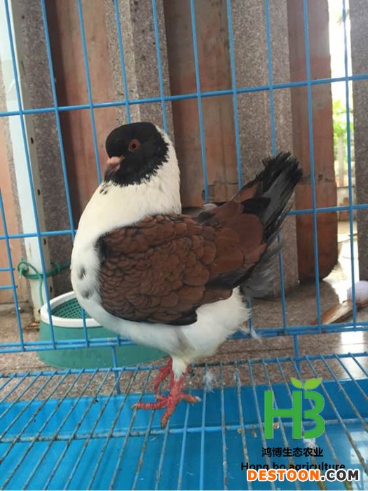 两头乌鸽子价格出售 养殖两头乌 两头乌销售