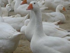 朗德鹅鹅苗  大三花鹅苗 大雁鹅苗价格 鹅苗出售