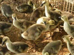 朗德鹅鹅苗  山东脱温鹅苗 鹅苗养殖技术 养鹅场批发