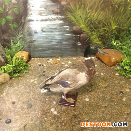 建国珍禽标本租赁销售  绿头鸭标本 小鸭子标本  动物标本 电话议价