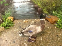 建国珍禽标本租赁销售  绿头鸭标本 小鸭子标本  动物标本 电话议价