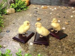 建国珍禽标本租赁 绿头鸭标本标本 小鸭子标本  动物标本 电话议价