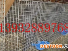 狐狸笼加粗加密， 狐狸养殖专用笼， 1米双窝狐狸笼，安平县春亿厂家生产