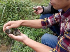 特种水产养殖 田螺苗 广东农村仿野生养殖田螺批发  味道鲜美