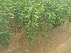 沃田 樱桃苗成活率高矮化樱桃苗规格齐全萨米脱樱桃苗 福辰樱桃苗 基地直销