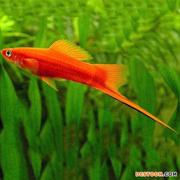 长尾红剑鱼红箭鱼热带鱼孔雀鱼长尾红箭鱼凤尾鱼观赏鱼中型热带鱼