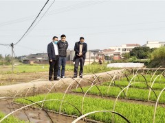 县政协副主席郑尚贵调研大春消费和农业重点项目实施情况