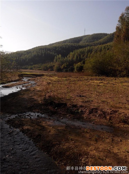 田螺 田螺种 大田螺 广东田螺养殖场批发种螺当年产螺仔