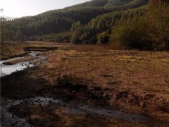 田螺 田螺种 大田螺 广东田螺养殖场批发种螺当年产螺仔