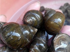 大田螺 鲜活 广州水产养殖 螺蛳田螺 田螺