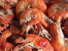 渤海野生 虾皮海米虾粉鱼粉 饲料鱼 凤尾鱼 海龙鱼 鱼粉 鱼饵