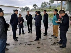 省农业农村厅厅长谢晖到勐海县调研