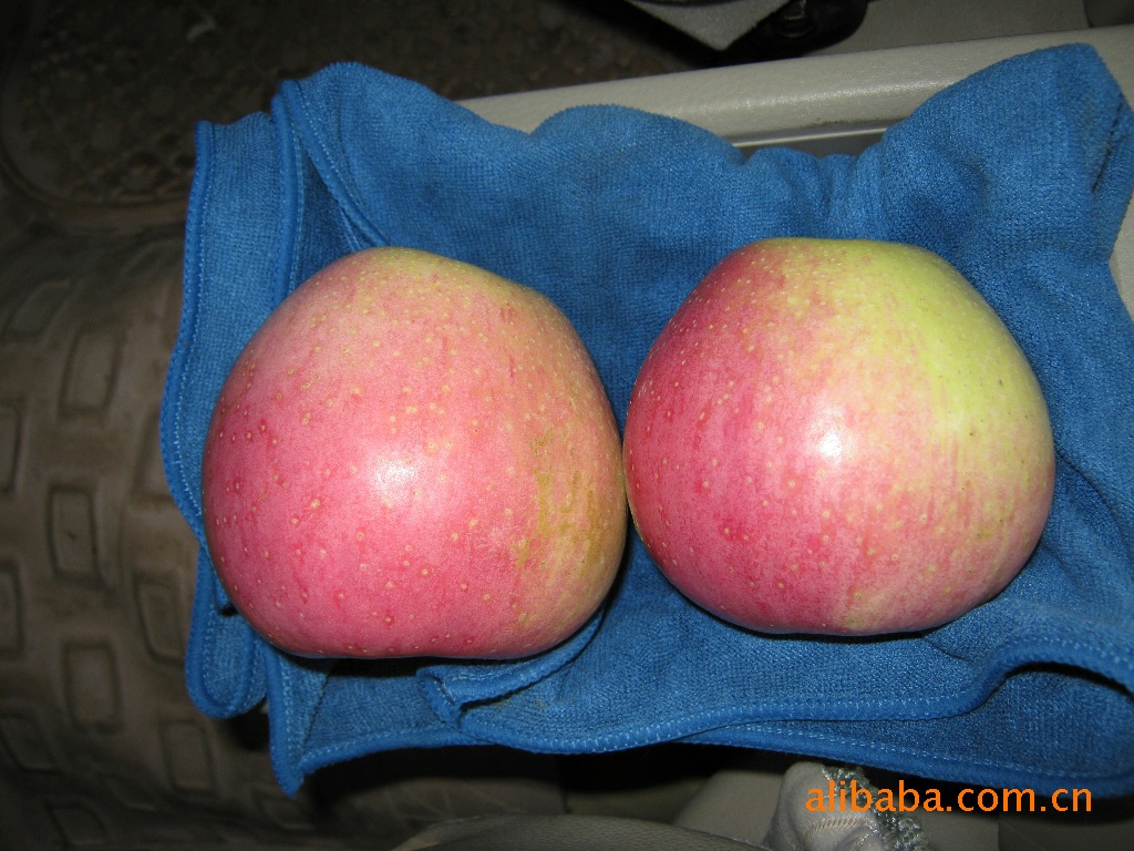 陕西高原优质出口级别精品秦冠苹果