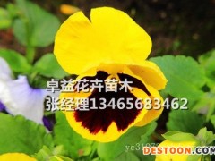 江苏角堇|供应潍坊优惠的角堇