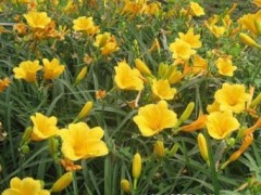 [一鸣惊人！]金娃娃萱草哪里出售=万美：金娃娃萱草基地种植