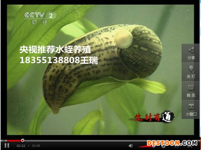 供应海纳百川徽强8号蚂蝗种苗