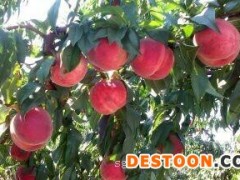 桃苗种植|品种好的岱妃桃苗推荐